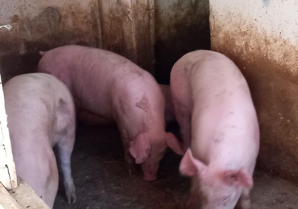 porci pikkk