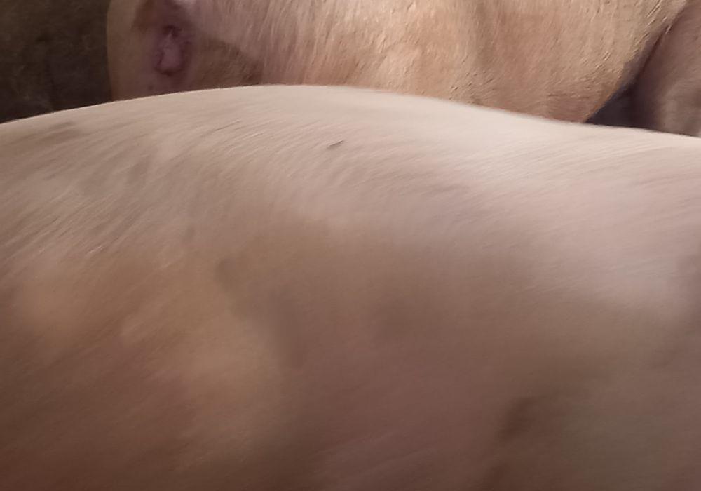 porci pikkk