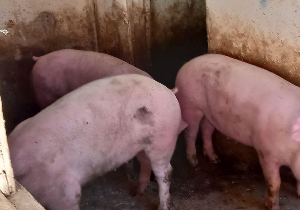porci pikkk