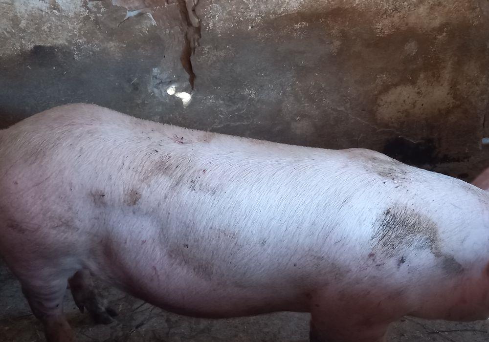 porci pikkk