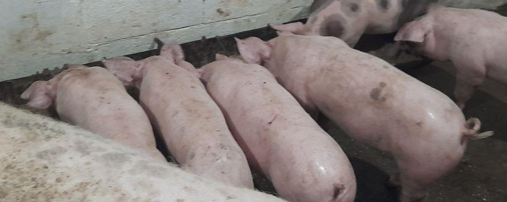 porci purcei