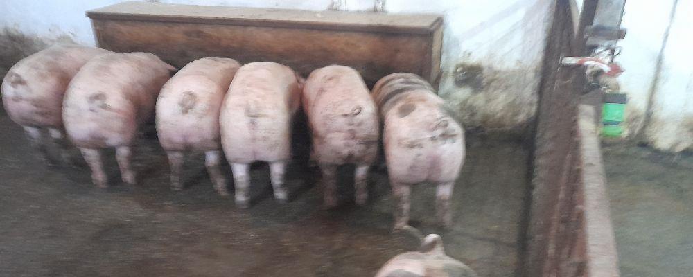 porci purcei