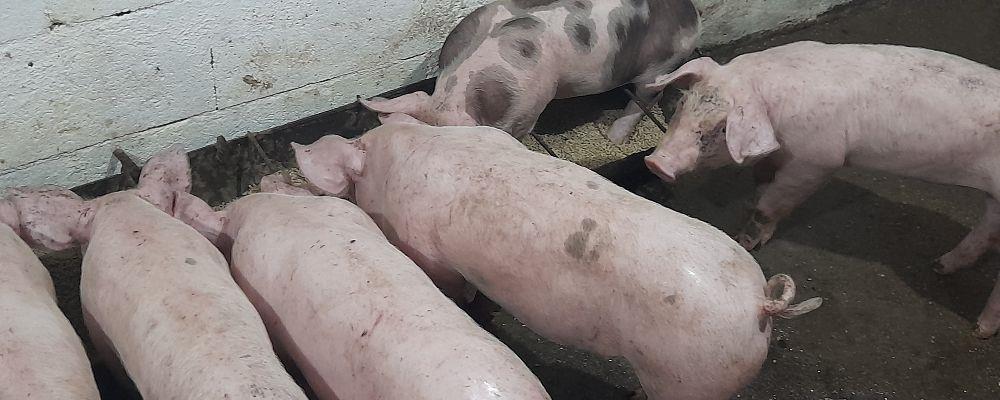 porci purcei