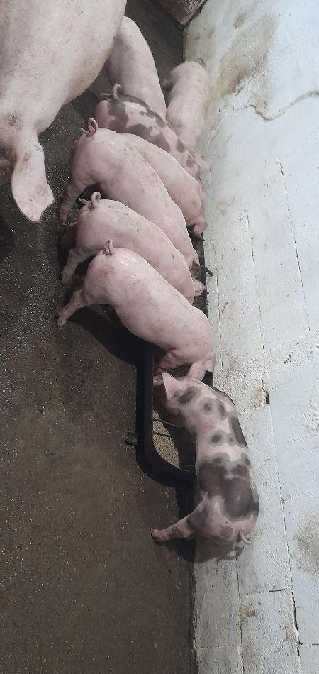 porci purcei