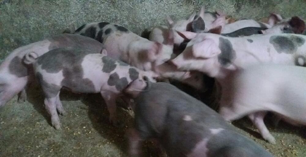 Porci purcei numai de rasa