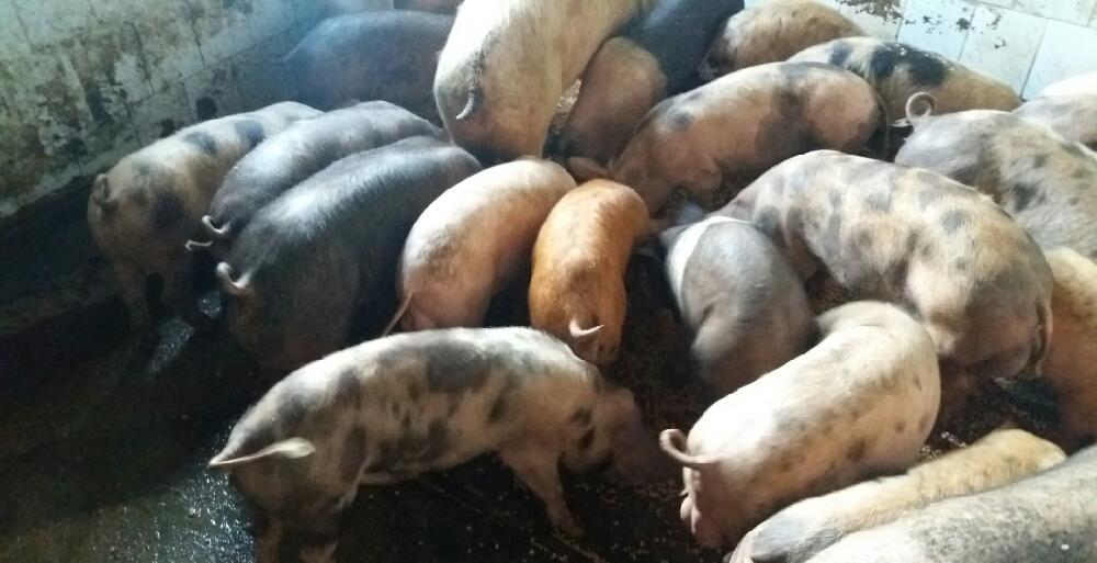 Porci purcei numai de rasa