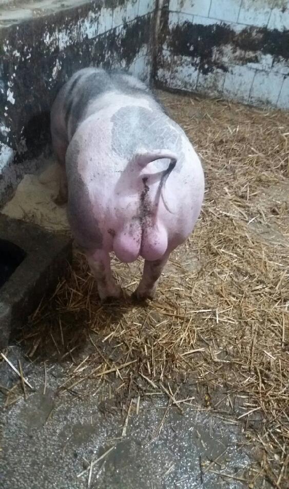 Porci purcei numai de rasa