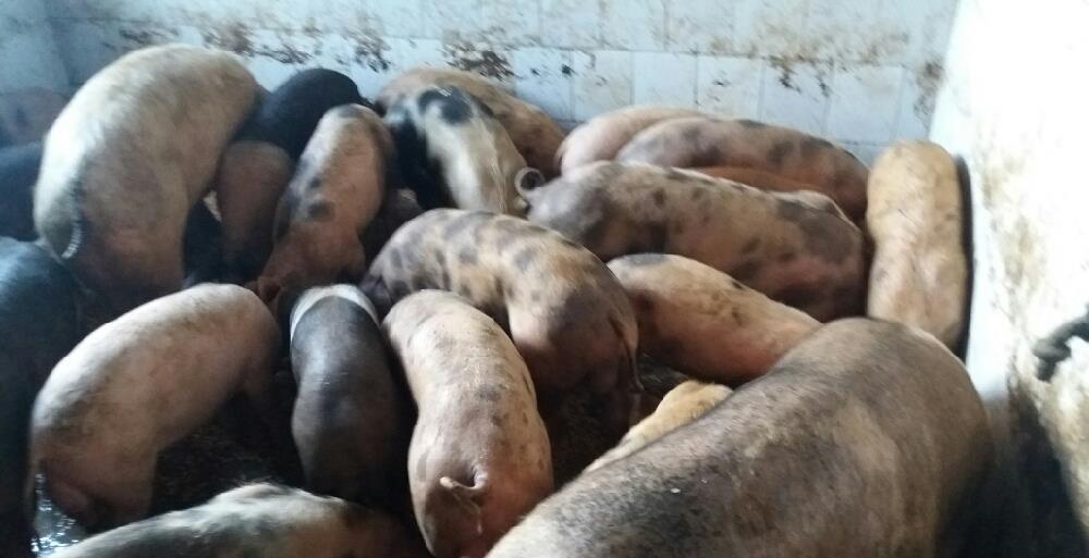 Porci purcei numai de rasa