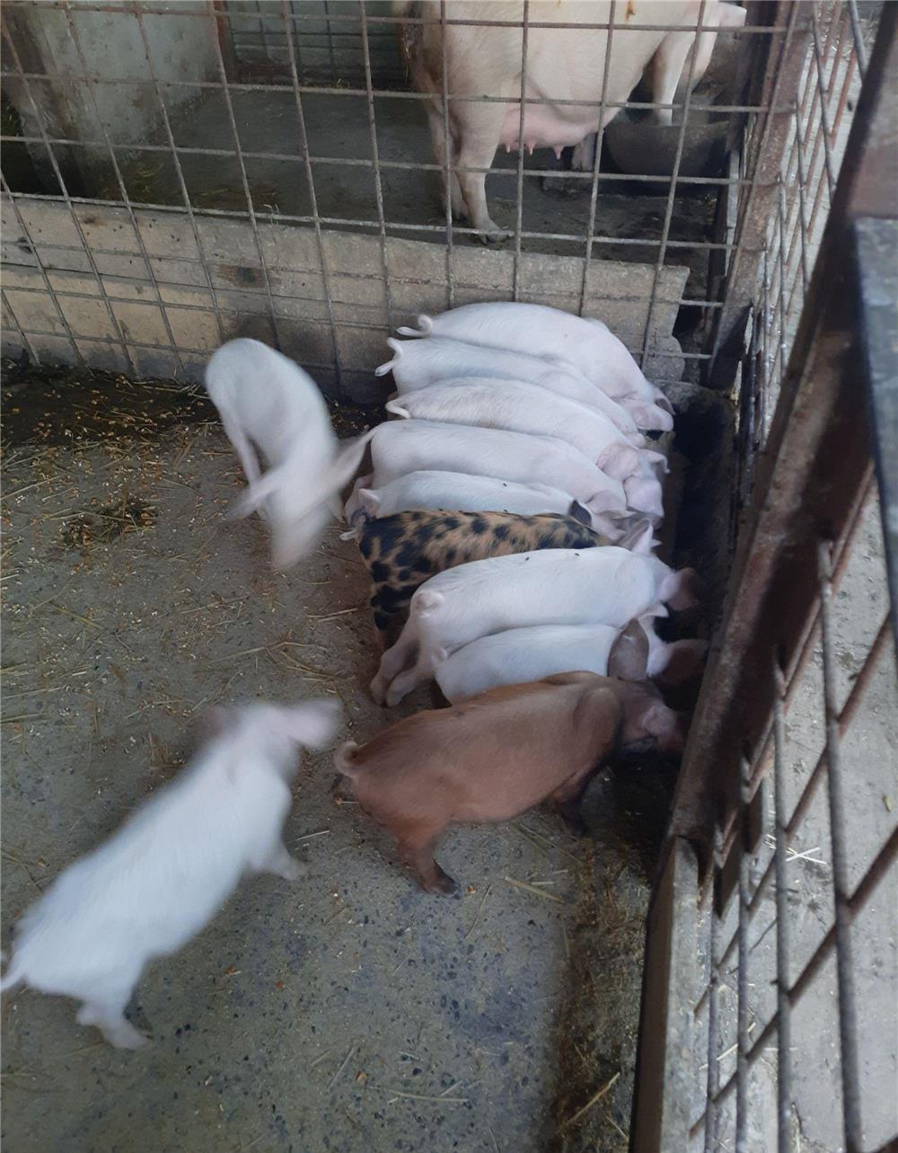 Porci purcelusi purcei