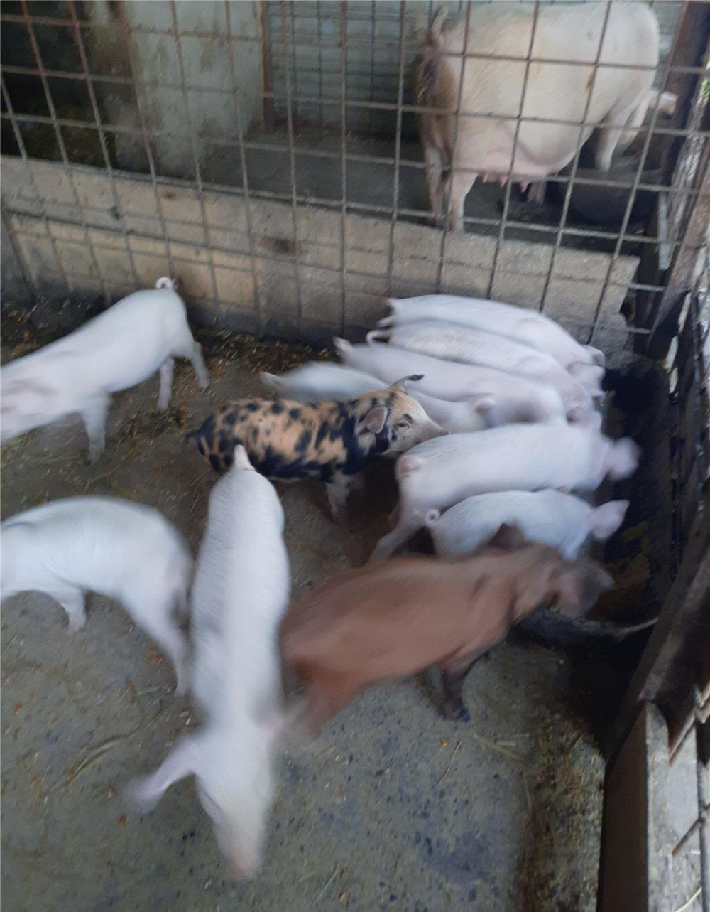 Porci purcelusi purcei