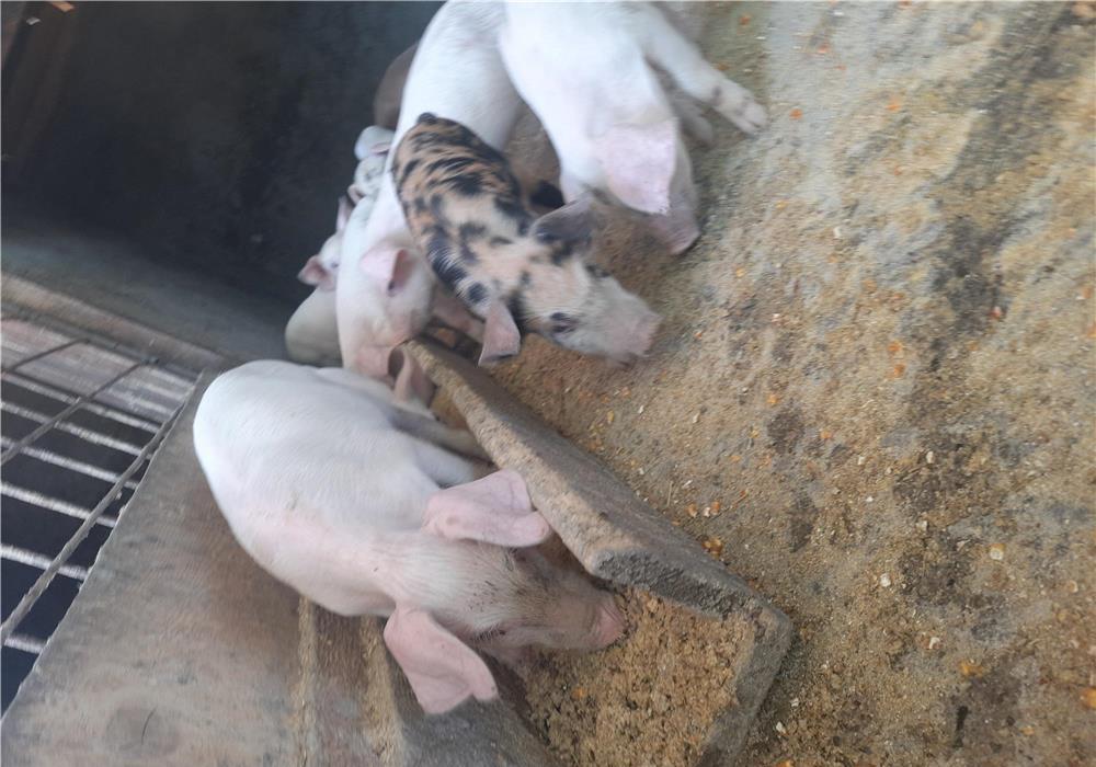 Porci purcelusi purcei