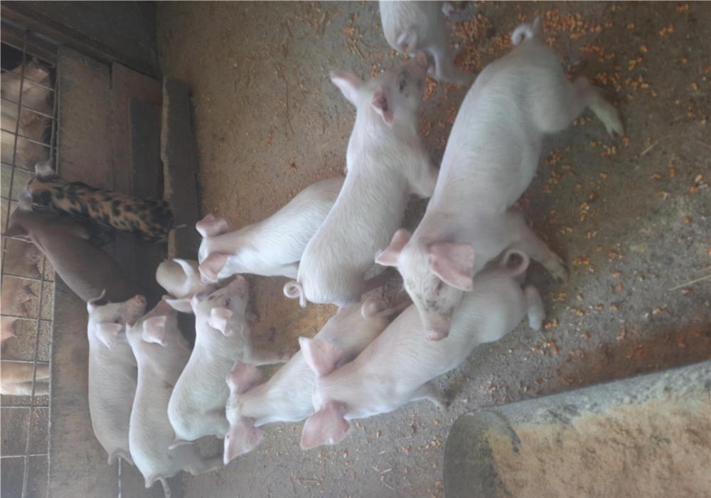 Porci purcelusi purcei