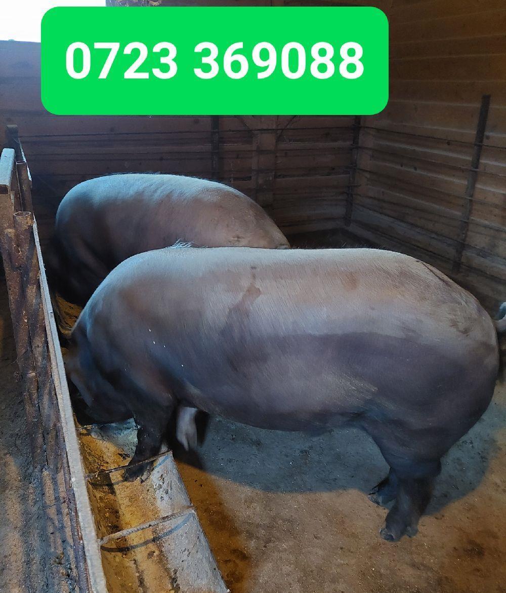PORCI RASA BAZNA
