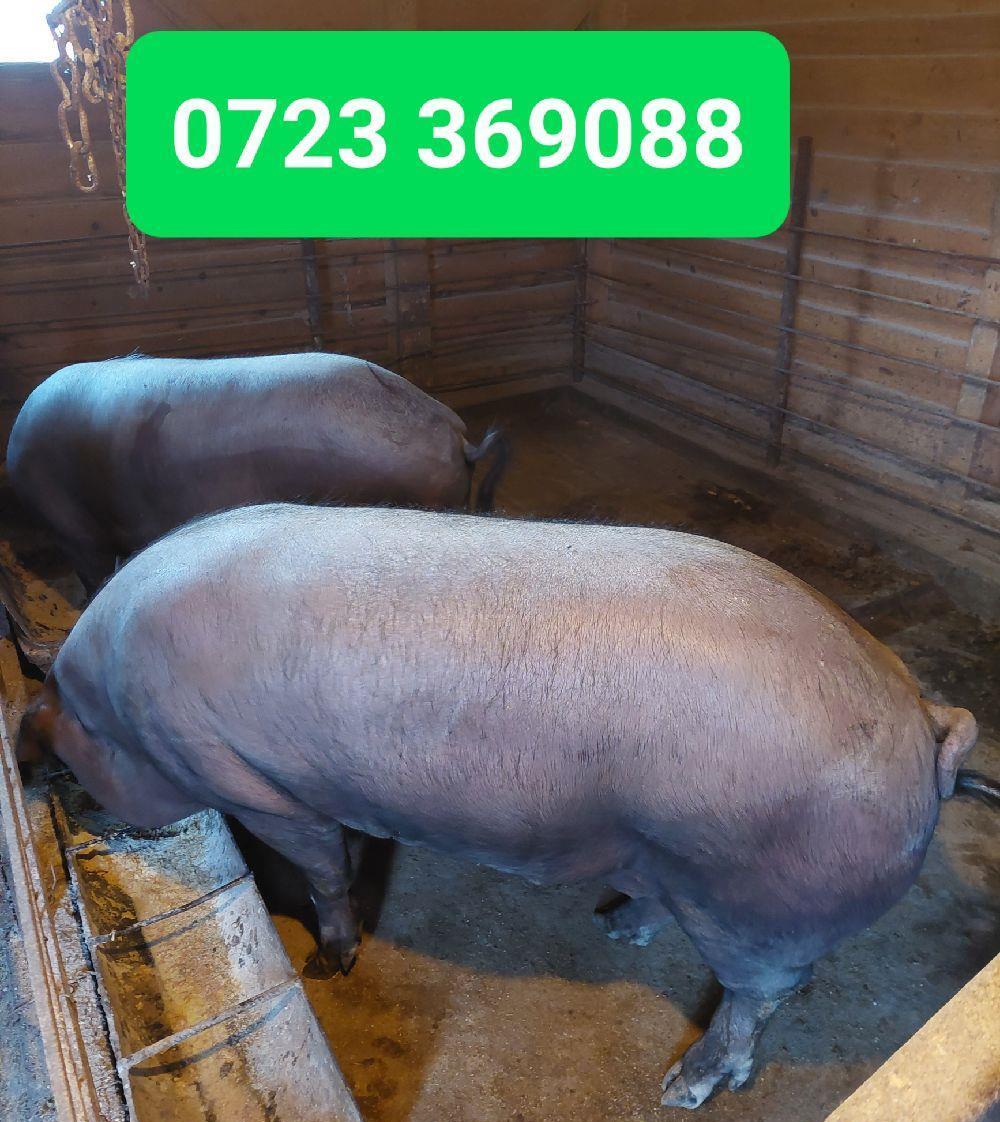 PORCI RASA BAZNA
