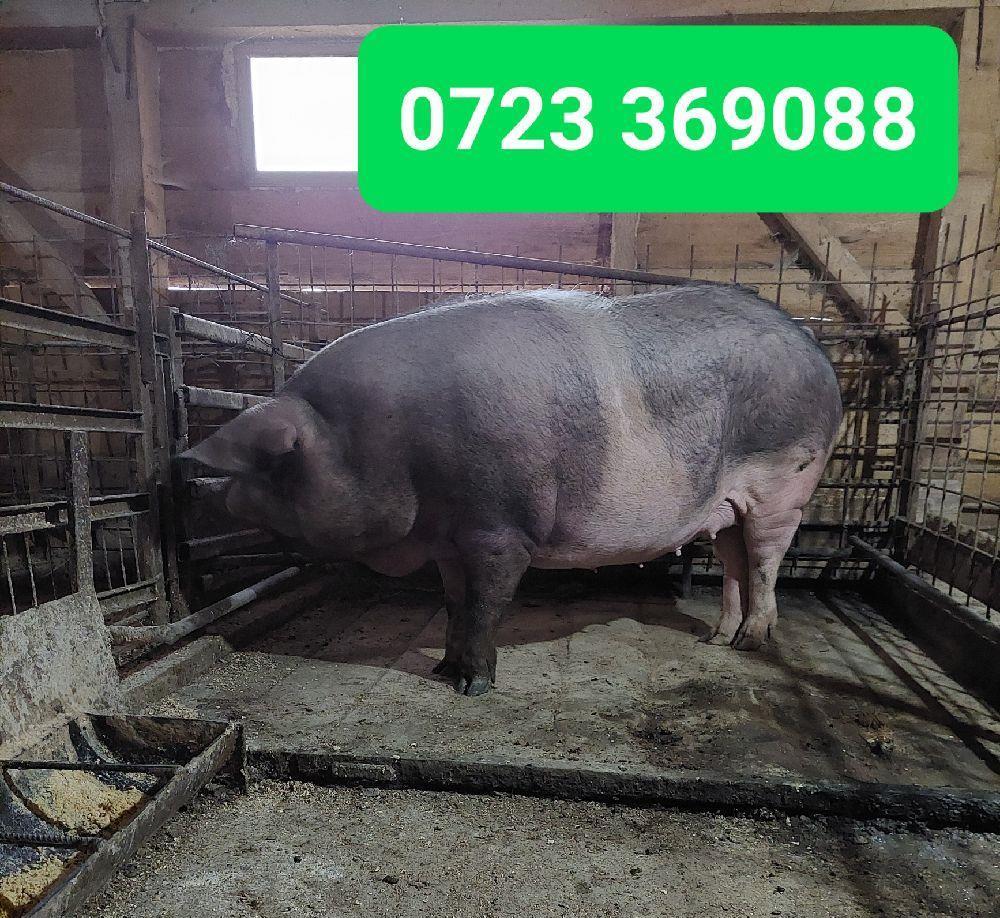PORCI RASA BAZNA