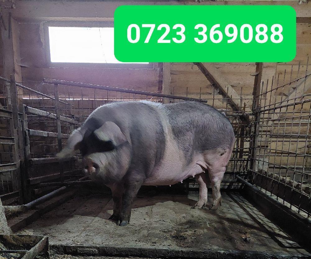 PORCI RASA BAZNA