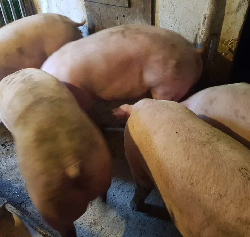 Porci Rasă Carne