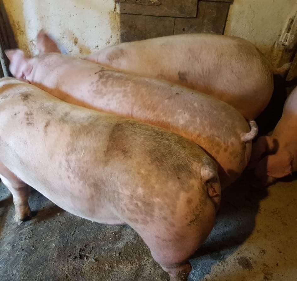 Porci Rasă Carne