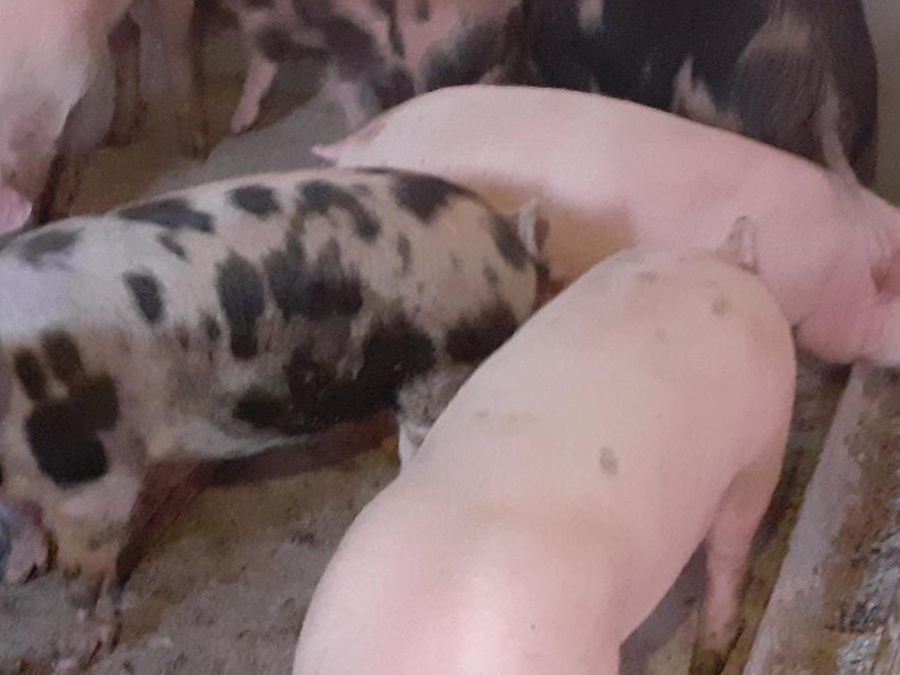 porci rasa de carne