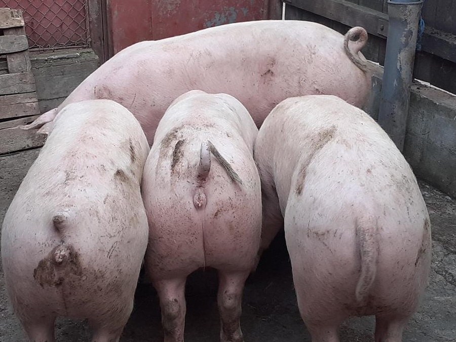 porci rasa de carne