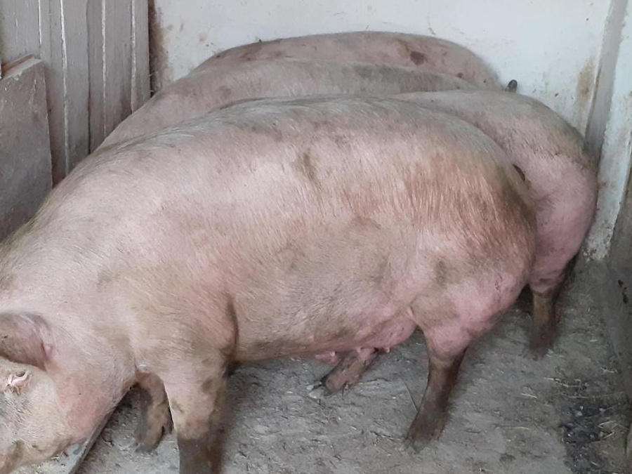 porci rasa de carne