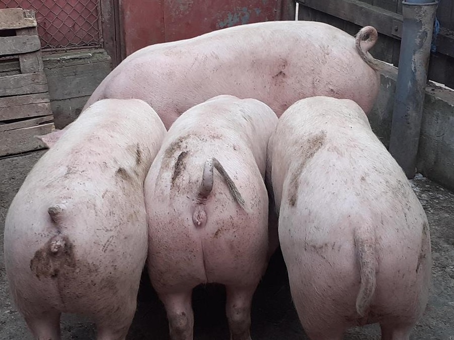 porci rasa de carne
