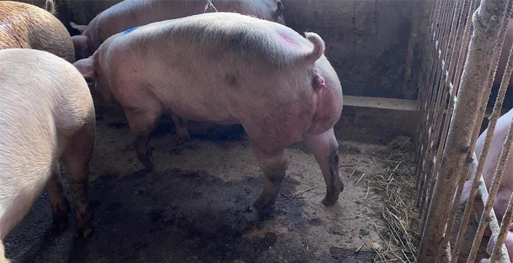 Porci rasa de carne 80-100 kg!