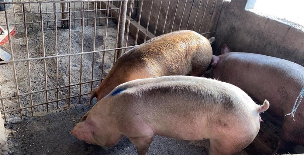 Porci rasa de carne 80-100 kg!