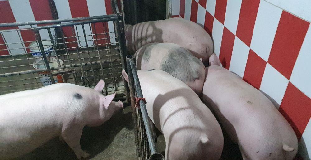 PORCI RASA DE VZNZARE