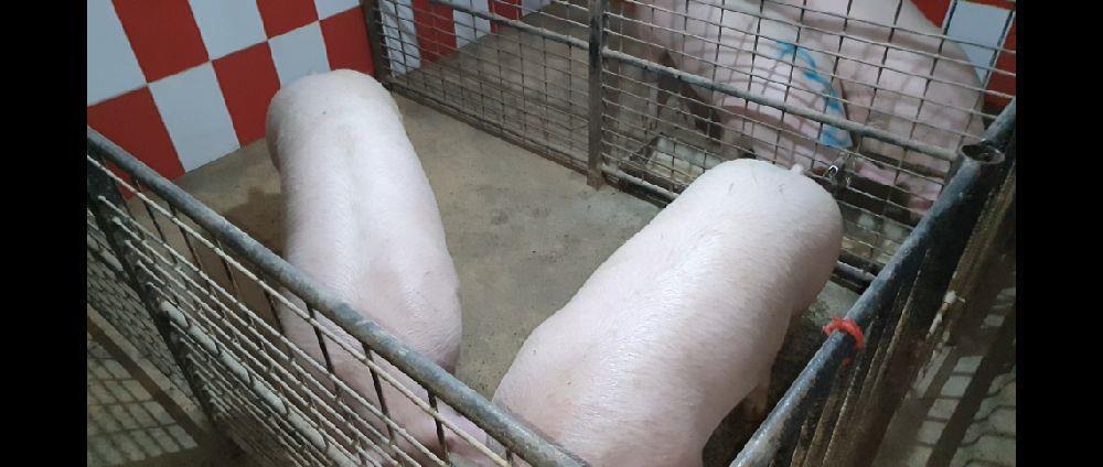 PORCI RASA DE VZNZARE