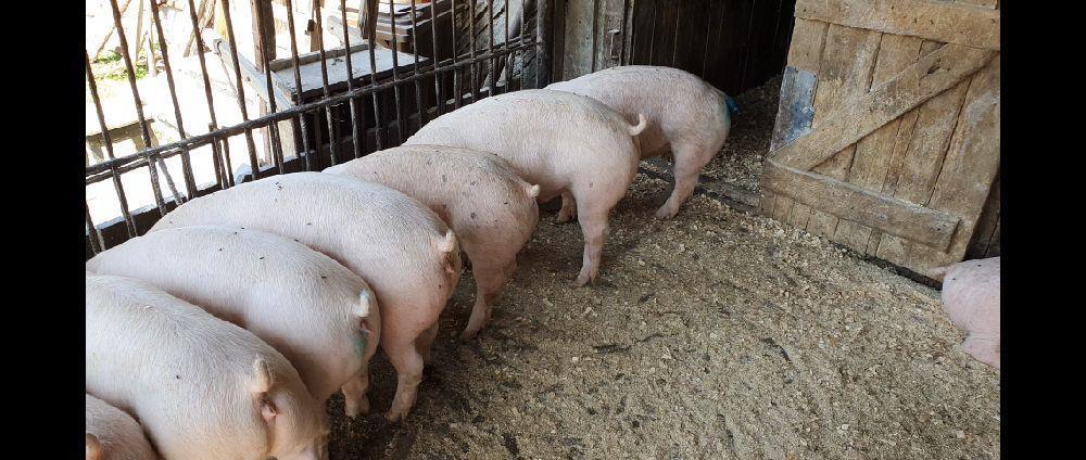 PORCI RASA DE VZNZARE