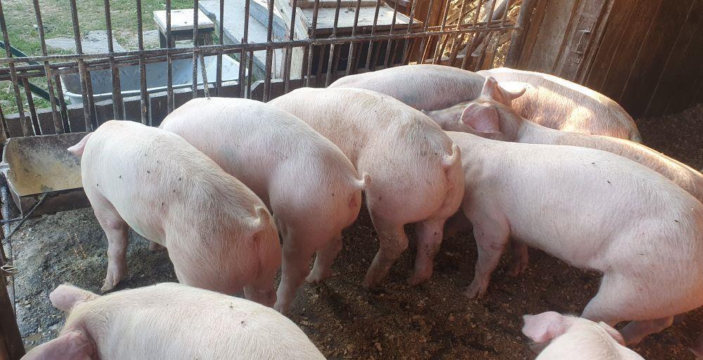 PORCI RASA DE VZNZARE