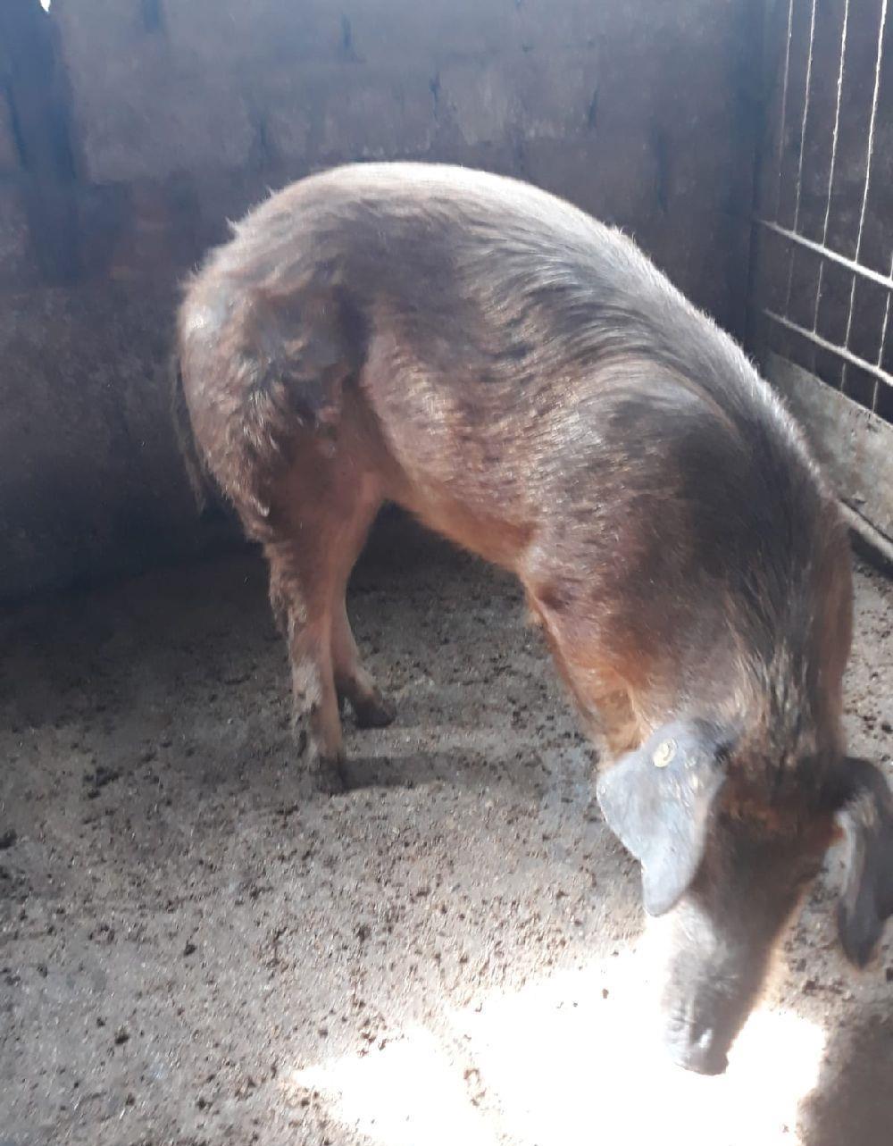 Porci rasa duroc pura crescuti fara concentrate in gospodarie proprie la tara