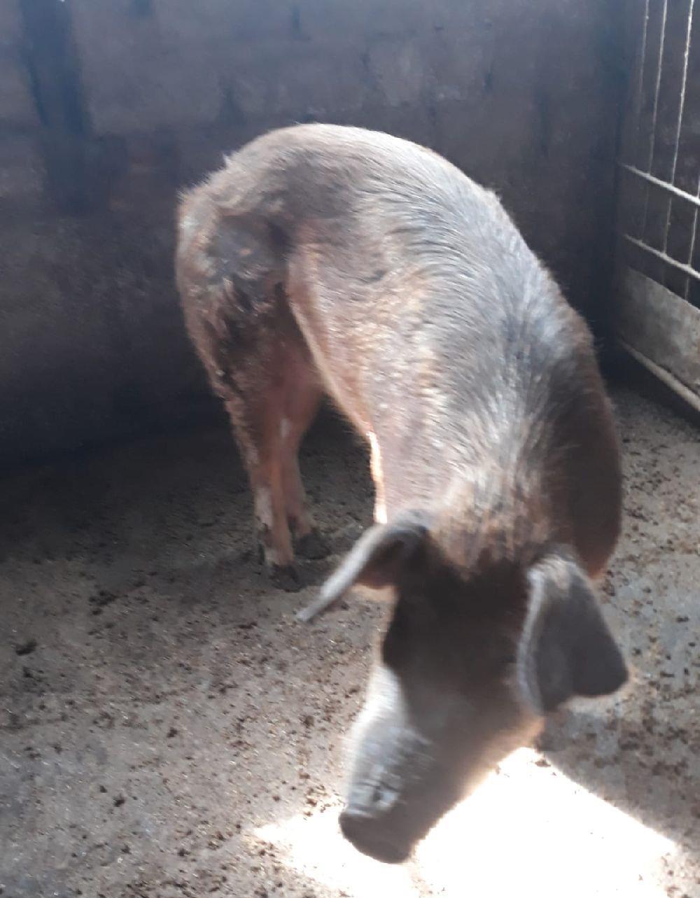 Porci rasa duroc pura crescuti fara concentrate in gospodarie proprie la tara
