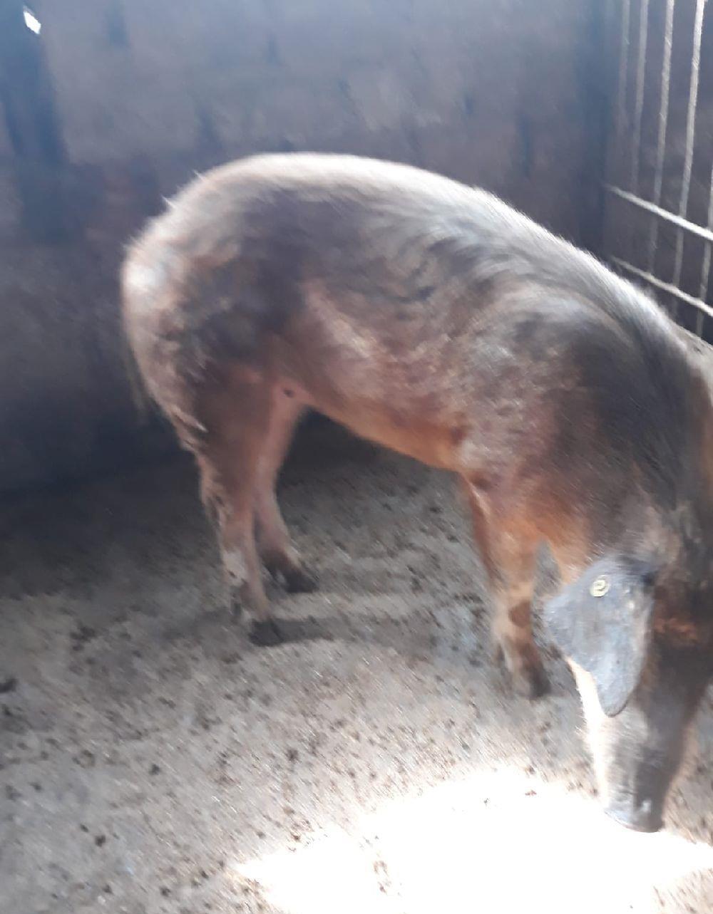 Porci rasa duroc pura crescuti fara concentrate in gospodarie proprie la tara