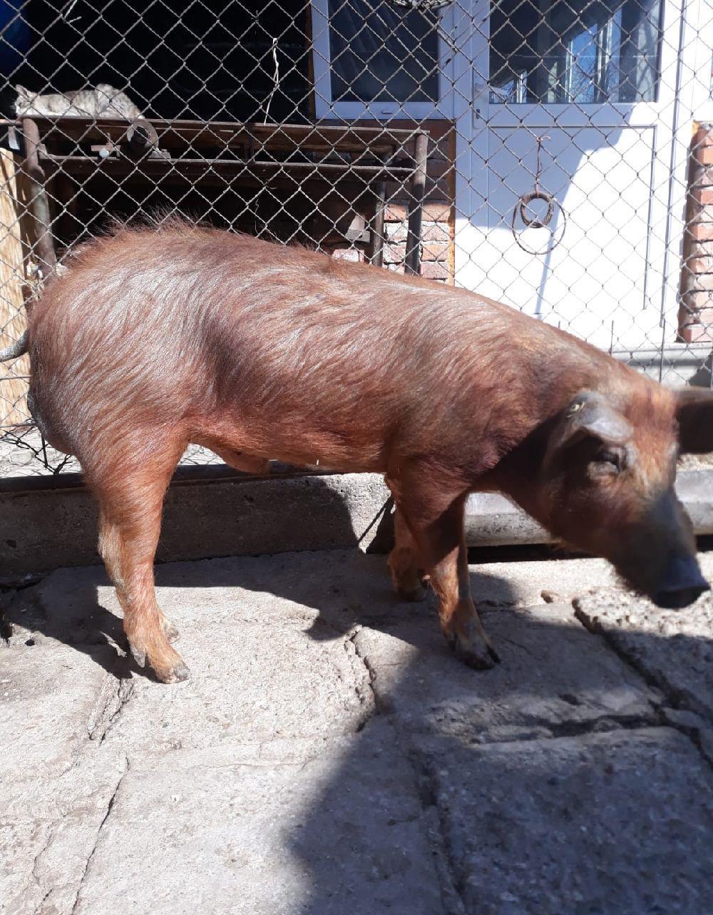 Porci rasa duroc pura crescuti fara concentrate in gospodarie proprie la tara