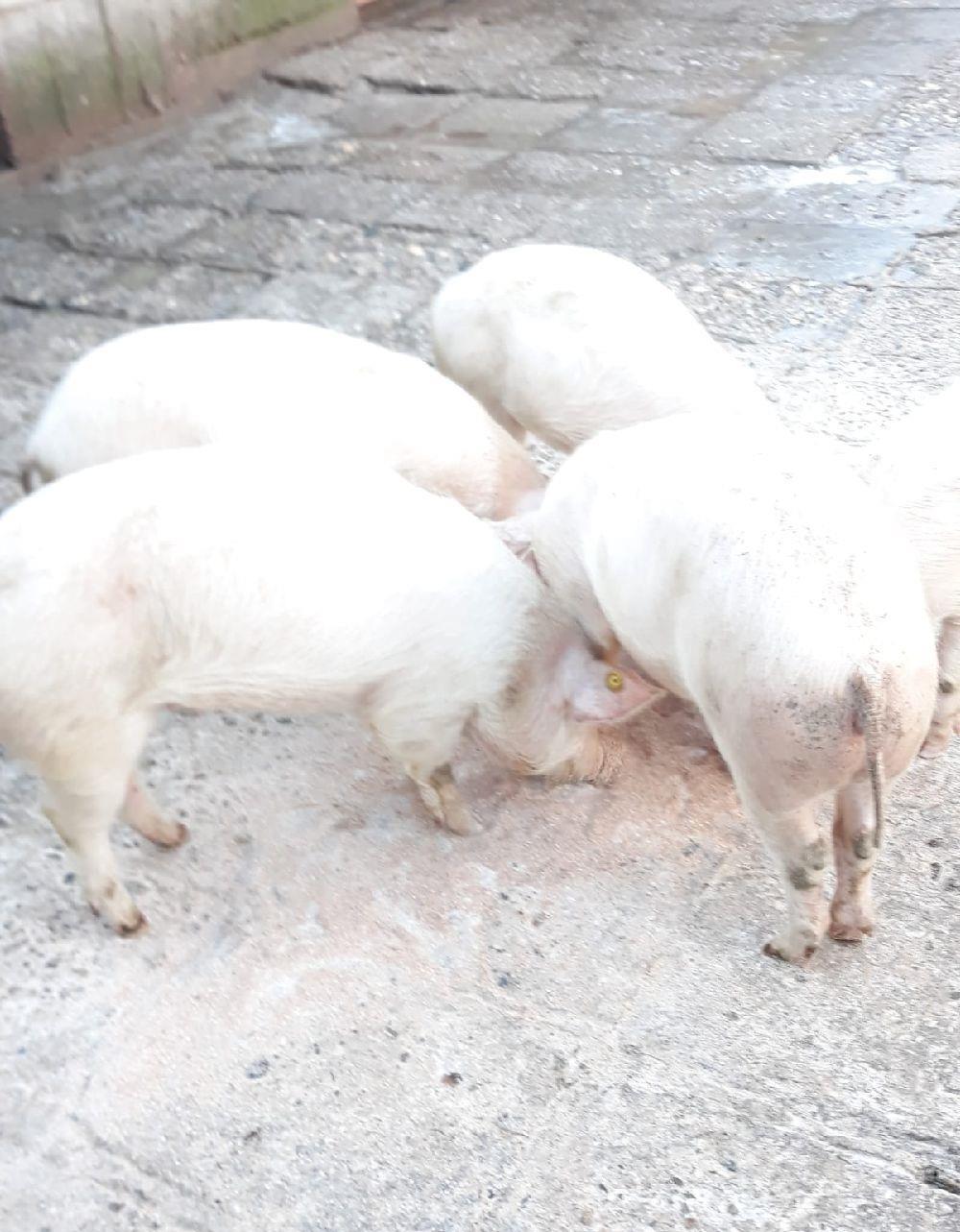 Porci rasa Duroc si Pietrain crescut in gospodarie proprie de țara fara concentrate