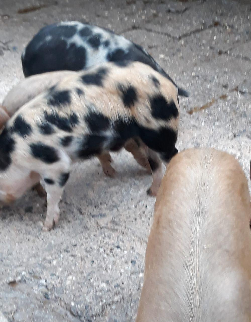Porci rasa Duroc si Pietrain crescut in gospodarie proprie de țara fara concentrate