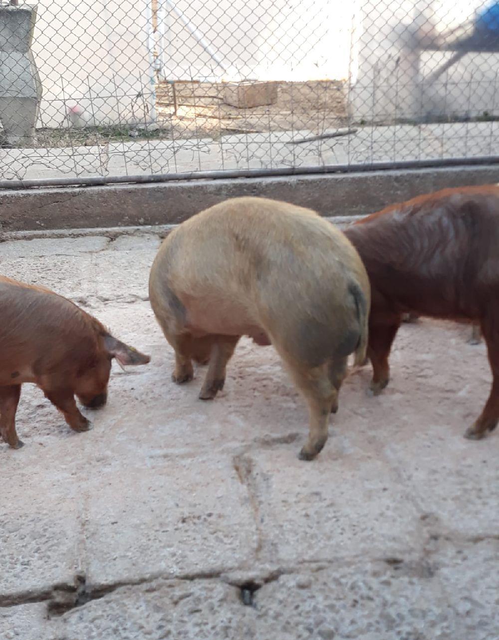 Porci rasa Duroc si Pietrain crescut in gospodarie proprie de țara fara concentrate