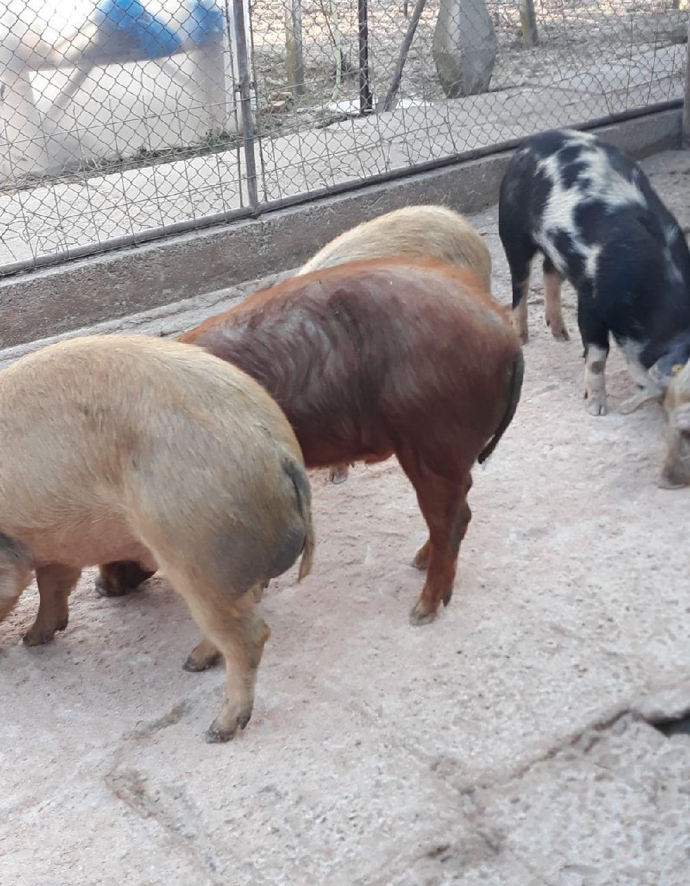 Porci rasa Duroc si Pietrain crescut in gospodarie proprie de țara fara concentrate