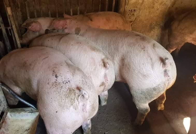 Porci rasă Pic Carne