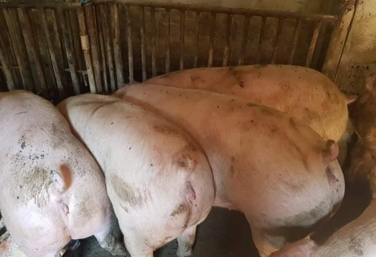 Porci rasă Pic Carne