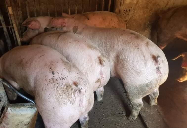 Porci rasă Pic Carne