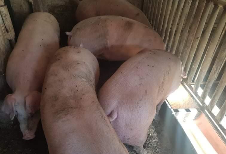 Porci Rasă Pick