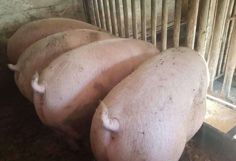 Porci Rasă Pick