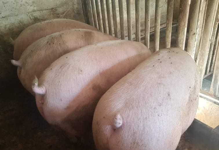 Porci Rasă Pick