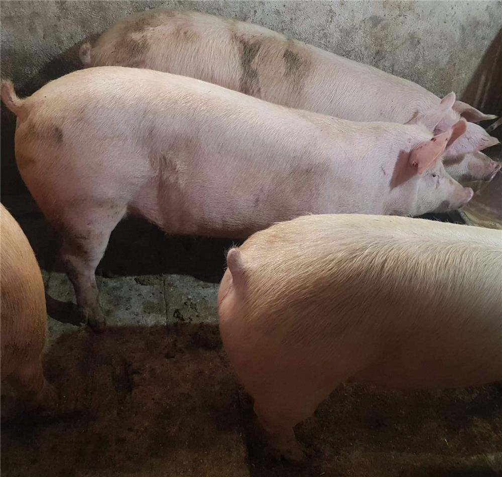 Porci Rasă Pick