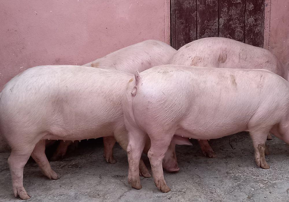 porci rasa pick de carne