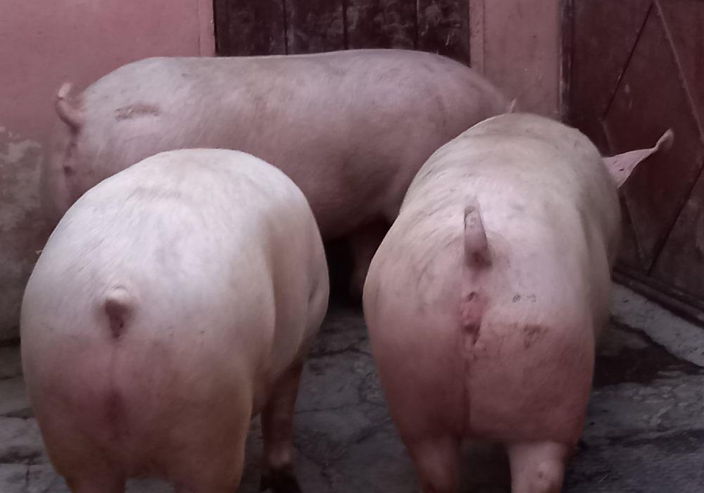 porci rasa pick de carne