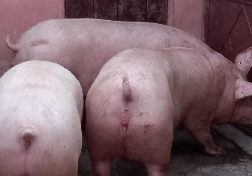porci rasa pick de carne